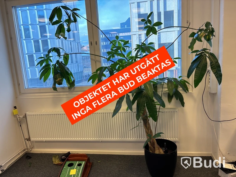 Krukväxt
