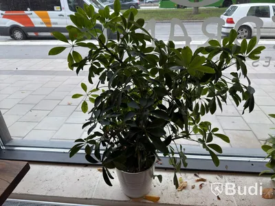 Various plants
