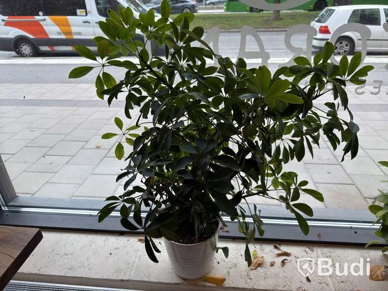 Various plants