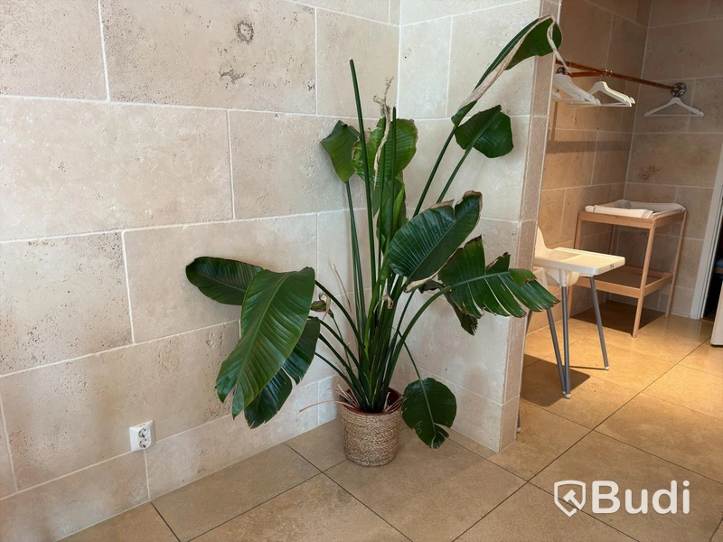 Various plants
