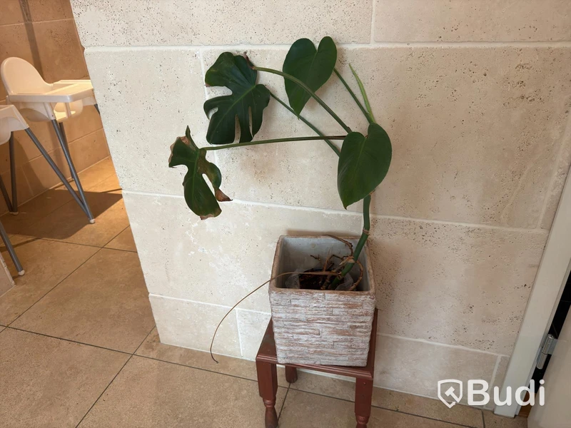 Various plants