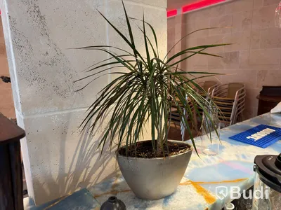Various plants