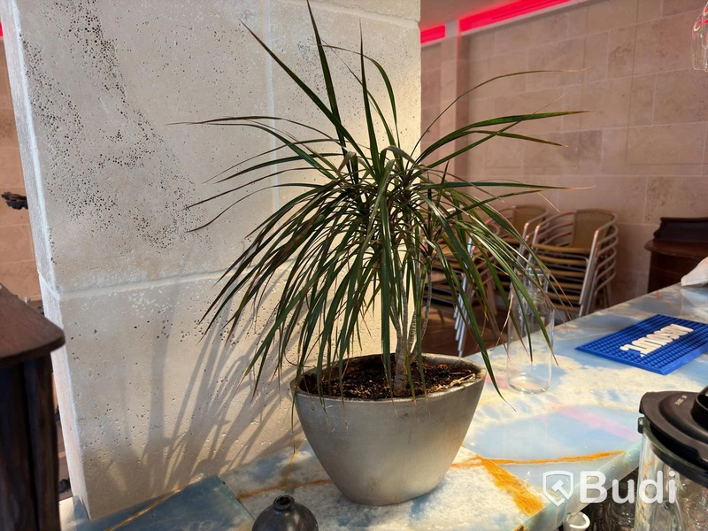 Various plants