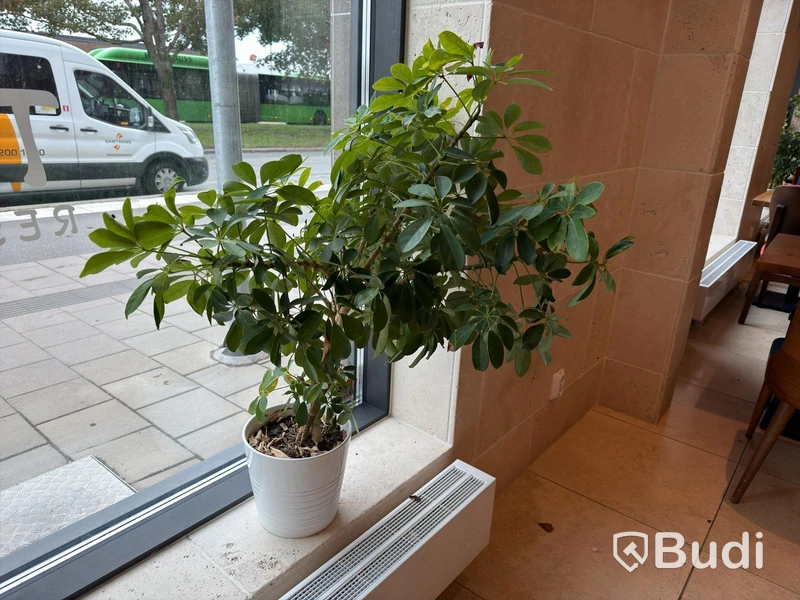 Various plants