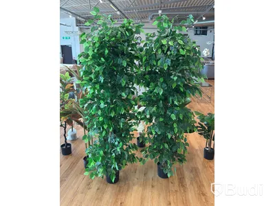 10 st konstväxter, 70-180 cm