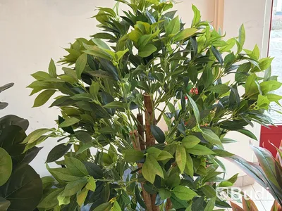 5 st konstväxter, 110-180 cm