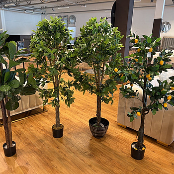 4 st konstväxter, 150-160 cm