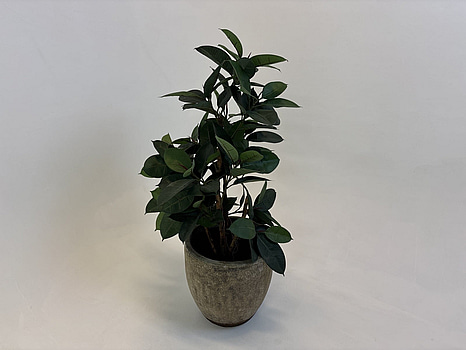 Kruka inkl. tygväxt Wexter