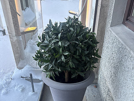 Plastväxt inkl. kruka