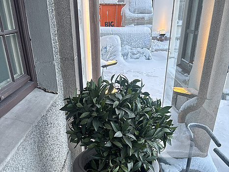 Plastväxt inkl. kruka