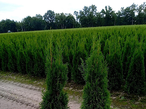 40 st häckplantor, Thuja Smaragd, 120-140 cm - Fri frakt