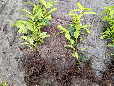 1000 st häckplantor, Lagerhägg, laurocerasus Genolia 20-30 cm - Fri frakt