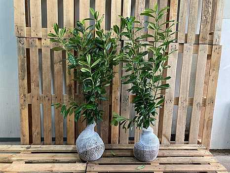 80 st häckplantor, Lagerhägg, Prunus laurocerasus Novita, 80-100 cm - Fri frakt