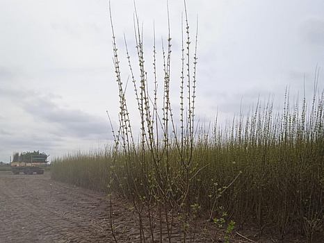 40 st häckplantor, Liguster Ovalifolium, 120-140 cm - Fri frakt