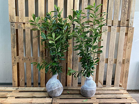 80 st häckplantor, Lagerhägg, Prunus laurocerasus Novita, 80-100 cm - Fri frakt