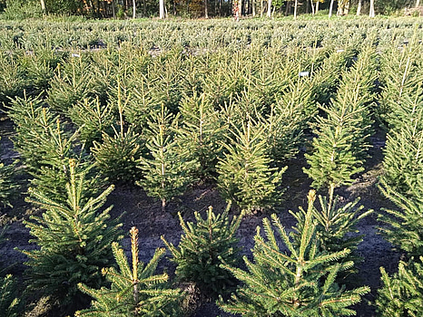 125 st häckplantor, rödgran, Norway Spruce 'Picea Abies', 60-80cm - Fri frakt