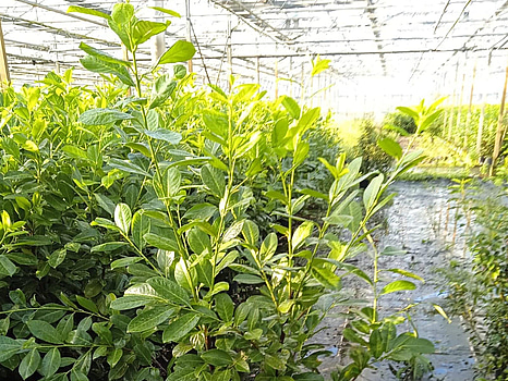 35 st häckplantor, Lagerhägg, Prunus laurocerasus Novita, 100-120 cm - Fri frakt