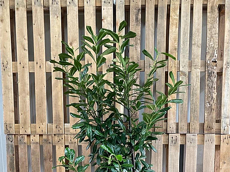 35 st häckplantor, Lagerhägg, Prunus laurocerasus Novita, 125-150 cm - Fri frakt