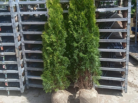 "Truck deal" - 390 st häckplantor, Thuja Smaragd, 180-200 cm - Fri frakt