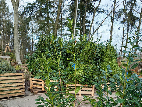 20 st häckplantor, Lagerhägg, Prunus laurocerasus Novita, 175-200 cm - Fri frakt