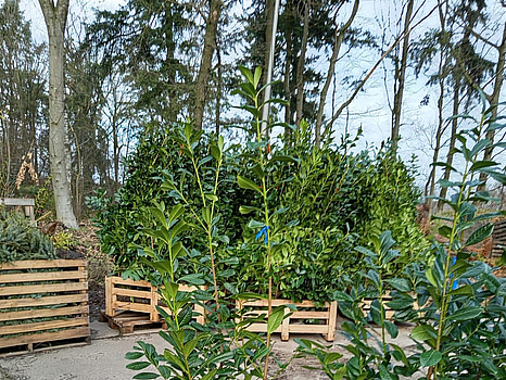 20 st häckplantor, Lagerhägg, Prunus laurocerasus Novita, 175-200 cm - Fri frakt