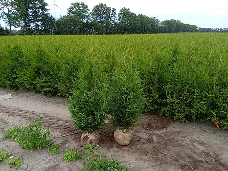 "Truck deal" - 2340 st häckplantor, Thuja Brabant, 80-100 / 120-140 cm - Fri frakt