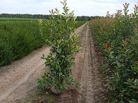 20 st häckplantor, Glansmispel, Red Robin, 150-175 cm - Fri frakt