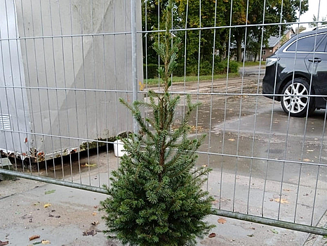 125 st häckplantor, Serbgran, Norway Spruce 'Picea Omorika', 60-80cm - Fri frakt