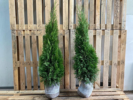 130 st häckplantor, Thuja Smaragd, 60-80 cm - Fri frakt