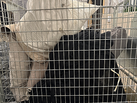 Parti med diverse dynor och kuddar