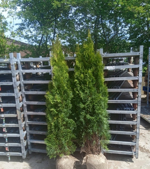 "Truck deal" - 390 st häckplantor, Thuja Smaragd, 180-200 cm - Fri frakt