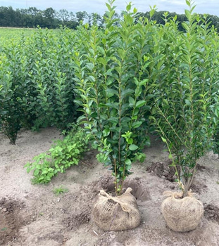 100 st häckplantor, Liguster Ovalifolium, 80-100 cm - Fri frakt