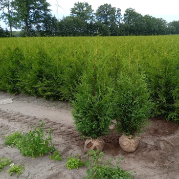 "Truck deal" - 2340 st häckplantor, Thuja Brabant, 80-100 / 120-140 cm - Fri frakt