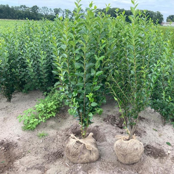 100 st häckplantor, Liguster Ovalifolium, 80-100 cm - Fri frakt