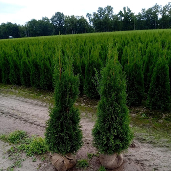 40 st häckplantor, Thuja Smaragd, 120-140 cm - Fri frakt