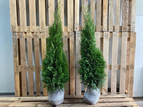 100 st häckplantor, Thuja Smaragd, 80-100 cm - Fri frakt