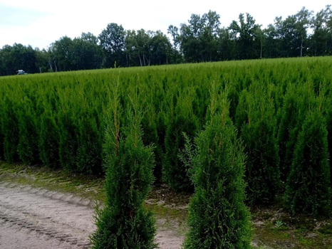 40 st häckplantor, Thuja Smaragd, 120-140 cm - Fri frakt