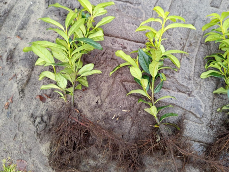 1000 st häckplantor, Lagerhägg, laurocerasus Genolia 20-30 cm - Fri frakt