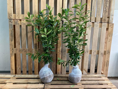 80 st häckplantor, Lagerhägg, Prunus laurocerasus Novita, 80-100 cm - Fri frakt