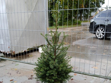 125 st häckplantor, Serbgran, Norway Spruce 'Picea Omorika', 60-80cm - Fri frakt