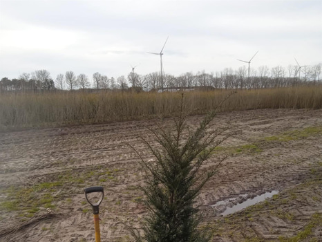 60 st häckplantor, Idegran, Taxus Baccata, 80-100 cm - Fri frakt