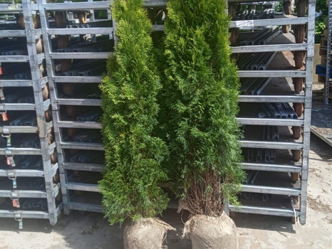 "Truck deal" - 390 st häckplantor, Thuja Smaragd, 180-200 cm - Fri frakt