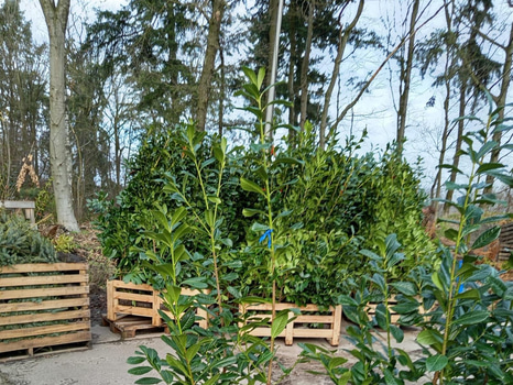 20 st häckplantor, Lagerhägg, Prunus laurocerasus Novita, 175-200 cm - Fri frakt