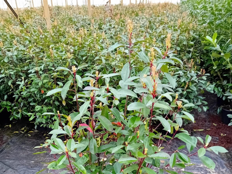 35 st häckplantor, Glansmispel, Red Robin, 100-120 cm - Fri frakt