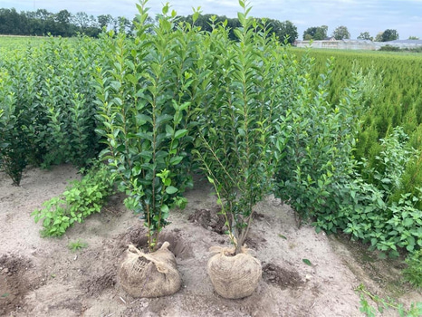 100 st häckplantor, Liguster Ovalifolium, 80-100 cm - Fri frakt