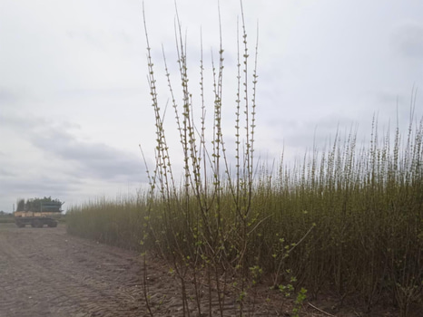 40 st häckplantor, Liguster Ovalifolium, 120-140 cm - Fri frakt
