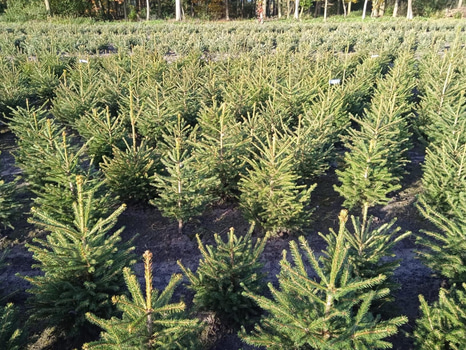 125 st häckplantor, rödgran, Norway Spruce 'Picea Abies', 60-80cm - Fri frakt