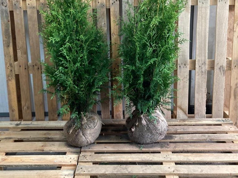 100 st häckplantor, Thuja Brabant, 80-100 cm - Fri frakt