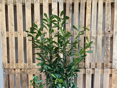 35 st häckplantor, Lagerhägg, Prunus laurocerasus Novita, 125-150 cm - Fri frakt