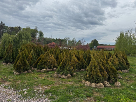 Parti häckväxter, Thuja Smaragd, ca 1300 st, 100-200 cm